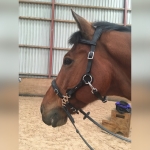 Calli Love Hackamore Bitless Bridle & Reins
